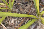 Southern rattlesnake master